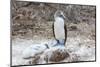 Blue-Footed Booby (Sula Nebouxii) Adult-Michael Nolan-Mounted Photographic Print