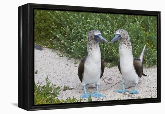 Blue-Footed Booby (Sula Nebouxii) Pair, North Seymour Island, Galapagos Islands, Ecuador-Michael Nolan-Framed Premier Image Canvas