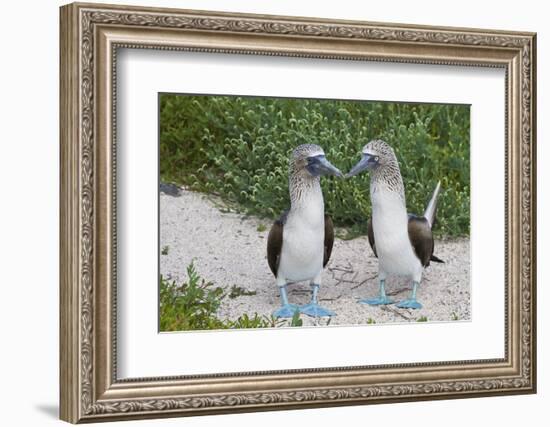 Blue-Footed Booby (Sula Nebouxii) Pair, North Seymour Island, Galapagos Islands, Ecuador-Michael Nolan-Framed Photographic Print