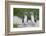 Blue-Footed Booby (Sula Nebouxii) Pair, North Seymour Island, Galapagos Islands, Ecuador-Michael Nolan-Framed Photographic Print