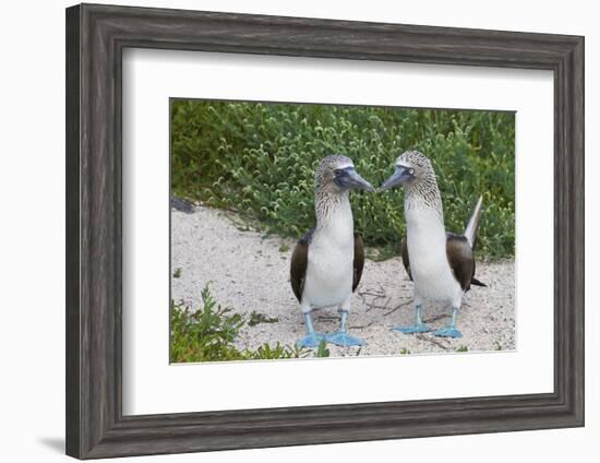 Blue-Footed Booby (Sula Nebouxii) Pair, North Seymour Island, Galapagos Islands, Ecuador-Michael Nolan-Framed Photographic Print