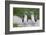 Blue-Footed Booby (Sula Nebouxii) Pair, North Seymour Island, Galapagos Islands, Ecuador-Michael Nolan-Framed Photographic Print