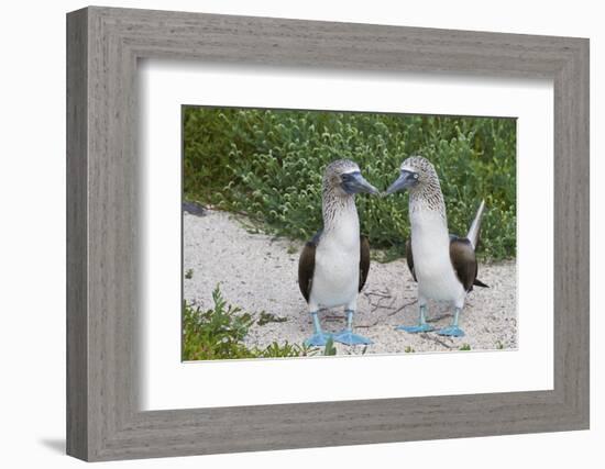 Blue-Footed Booby (Sula Nebouxii) Pair, North Seymour Island, Galapagos Islands, Ecuador-Michael Nolan-Framed Photographic Print