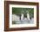 Blue-Footed Booby (Sula Nebouxii) Pair, North Seymour Island, Galapagos Islands, Ecuador-Michael Nolan-Framed Photographic Print