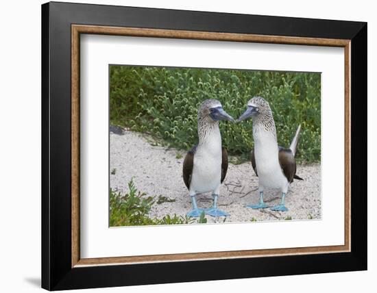 Blue-Footed Booby (Sula Nebouxii) Pair, North Seymour Island, Galapagos Islands, Ecuador-Michael Nolan-Framed Photographic Print