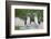 Blue-Footed Booby (Sula Nebouxii) Pair, North Seymour Island, Galapagos Islands, Ecuador-Michael Nolan-Framed Photographic Print