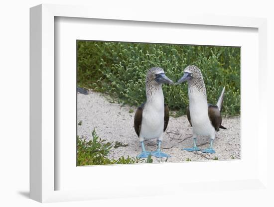 Blue-Footed Booby (Sula Nebouxii) Pair, North Seymour Island, Galapagos Islands, Ecuador-Michael Nolan-Framed Photographic Print