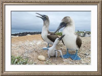 Warmtree Simulated Macaws Kingfisher Blue-Footed Booby Model