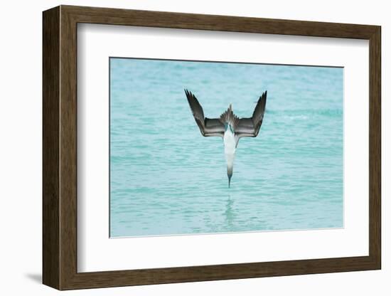 Blue-Footed Booby (Sula Nebouxii) Plunge-Diving At High Speed, San Cristobal Island, Galapagos-Tui De Roy-Framed Photographic Print