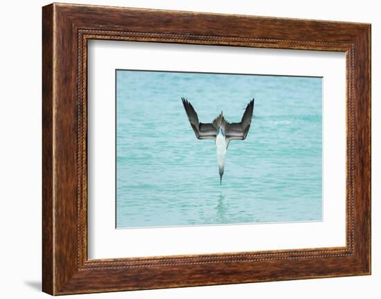 Blue-Footed Booby (Sula Nebouxii) Plunge-Diving At High Speed, San Cristobal Island, Galapagos-Tui De Roy-Framed Photographic Print