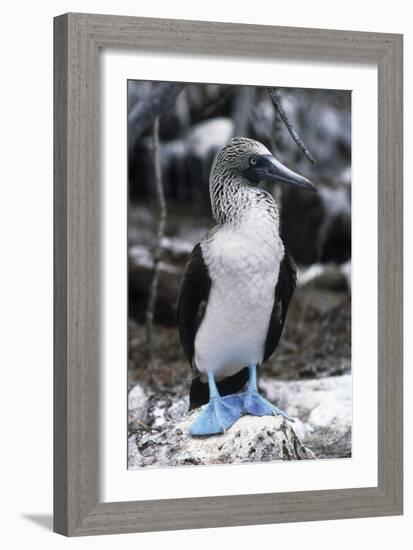 Blue-footed Booby-Peter Scoones-Framed Photographic Print