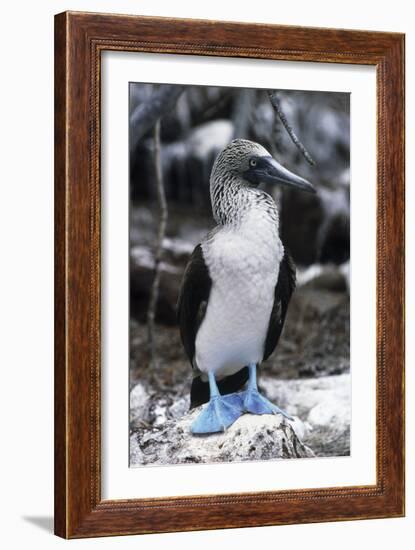 Blue-footed Booby-Peter Scoones-Framed Photographic Print