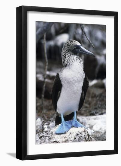 Blue-footed Booby-Peter Scoones-Framed Photographic Print