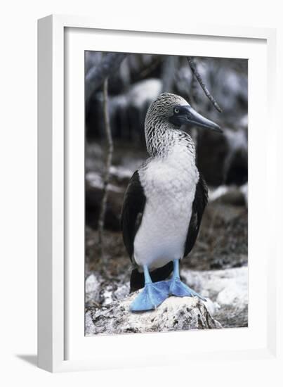 Blue-footed Booby-Peter Scoones-Framed Photographic Print