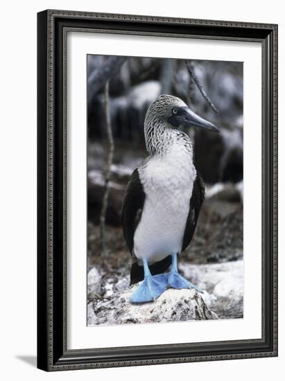 Blue-footed Booby-Peter Scoones-Framed Photographic Print