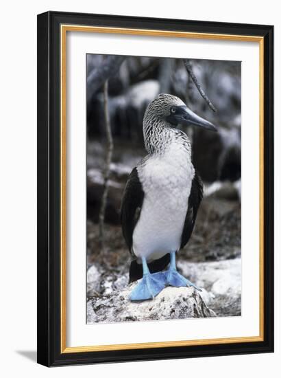 Blue-footed Booby-Peter Scoones-Framed Photographic Print