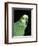 Blue Fronted Amazon Parrot-Lynn M. Stone-Framed Premium Photographic Print