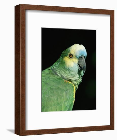 Blue Fronted Amazon Parrot-Lynn M. Stone-Framed Premium Photographic Print