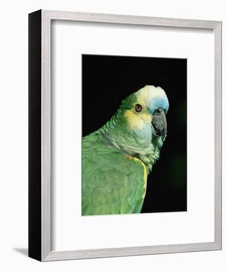 Blue Fronted Amazon Parrot-Lynn M. Stone-Framed Premium Photographic Print