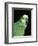Blue Fronted Amazon Parrot-Lynn M. Stone-Framed Premium Photographic Print
