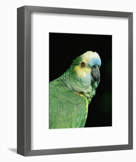 Blue Fronted Amazon Parrot-Lynn M. Stone-Framed Premium Photographic Print