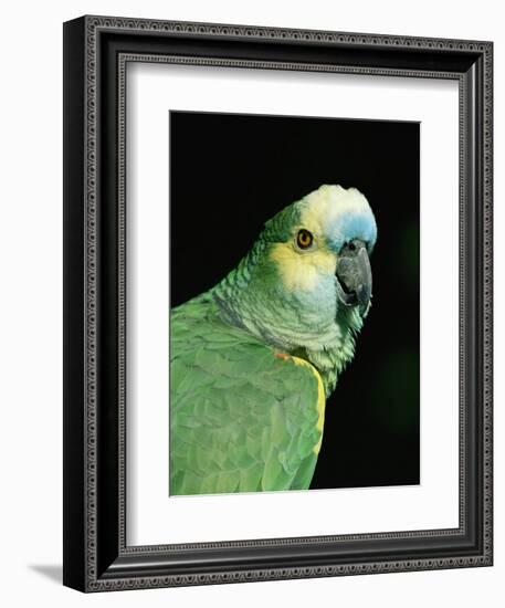 Blue Fronted Amazon Parrot-Lynn M. Stone-Framed Premium Photographic Print