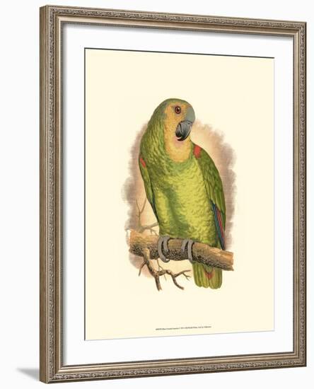 Blue-Fronted Amazon-null-Framed Art Print