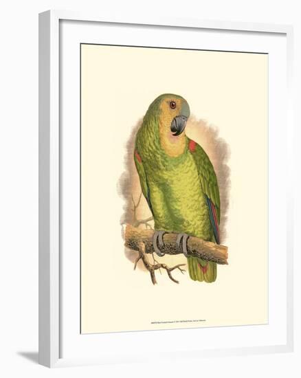 Blue-Fronted Amazon-null-Framed Art Print