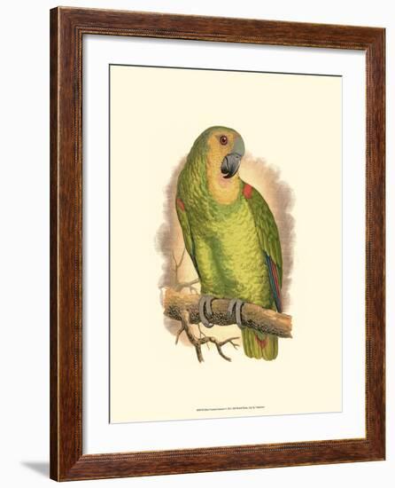 Blue-Fronted Amazon-null-Framed Art Print