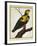 Blue-Fronted Parrot (Amazona Aestiva)-null-Framed Giclee Print