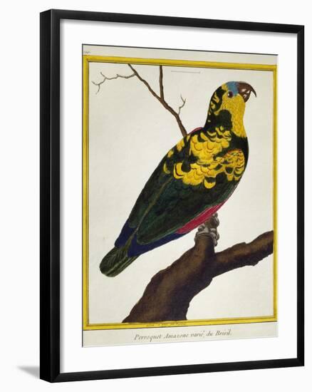 Blue-Fronted Parrot (Amazona Aestiva)-null-Framed Giclee Print