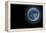 Blue Full Moon Isolated on a Black Sky-Steve Collender-Framed Premier Image Canvas
