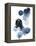 Blue Galaxy I-Grace Popp-Framed Stretched Canvas