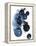 Blue Galaxy II-Grace Popp-Framed Stretched Canvas