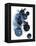 Blue Galaxy II-Grace Popp-Framed Stretched Canvas