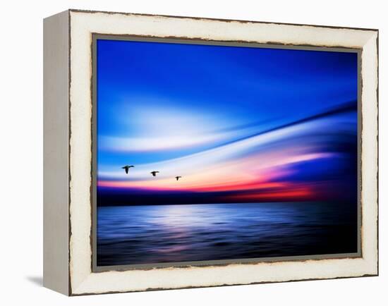 Blue Geese-Josh Adamski-Framed Premier Image Canvas