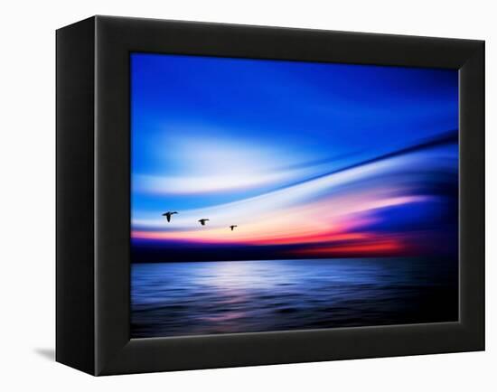 Blue Geese-Josh Adamski-Framed Premier Image Canvas