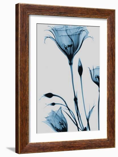 Blue Gentian-Albert Koetsier-Framed Art Print