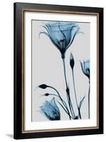 Blue Gentian-Albert Koetsier-Framed Art Print