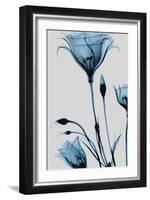 Blue Gentian-Albert Koetsier-Framed Art Print