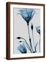 Blue Gentian-Albert Koetsier-Framed Art Print
