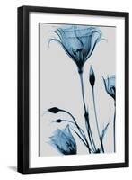 Blue Gentian-Albert Koetsier-Framed Art Print