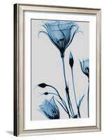 Blue Gentian-Albert Koetsier-Framed Art Print