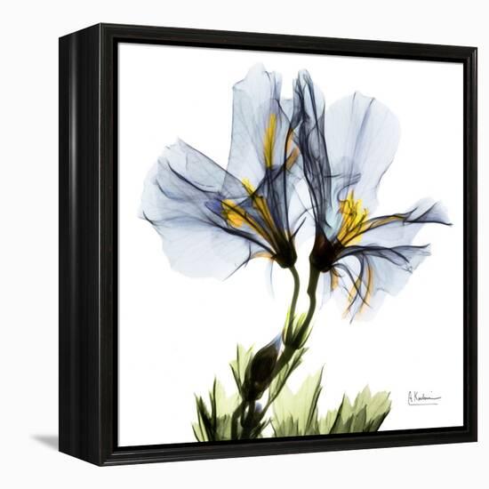 Blue Geranium-Albert Koetsier-Framed Stretched Canvas
