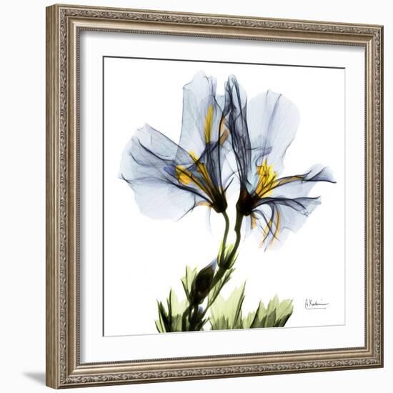 Blue Geranium-Albert Koetsier-Framed Premium Giclee Print