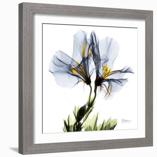 Blue Geranium-Albert Koetsier-Framed Premium Giclee Print