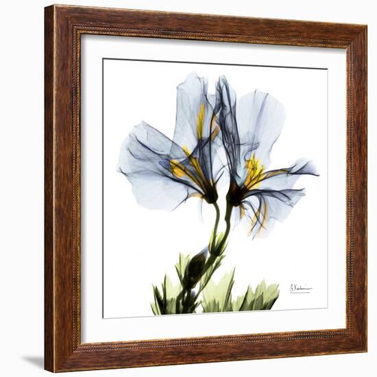 Blue Geranium-Albert Koetsier-Framed Premium Giclee Print