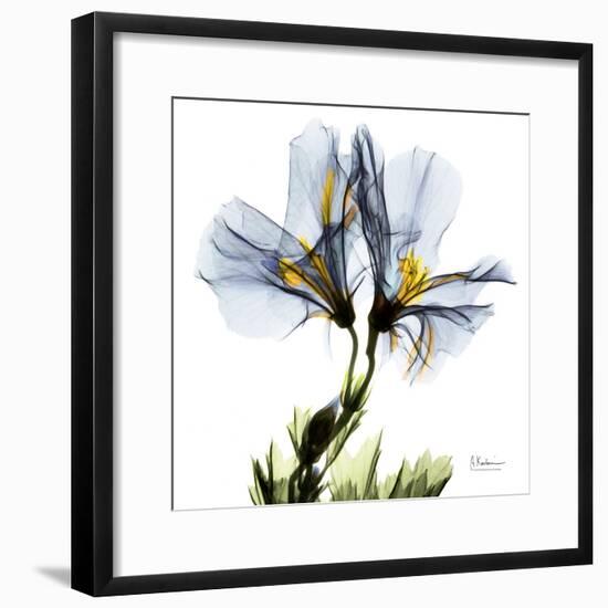 Blue Geranium-Albert Koetsier-Framed Premium Giclee Print