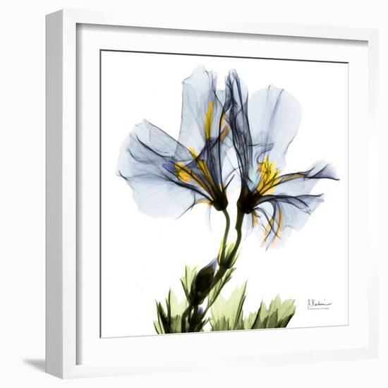 Blue Geranium-Albert Koetsier-Framed Premium Giclee Print