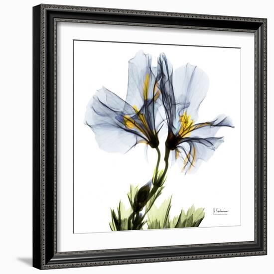 Blue Geranium-Albert Koetsier-Framed Premium Giclee Print